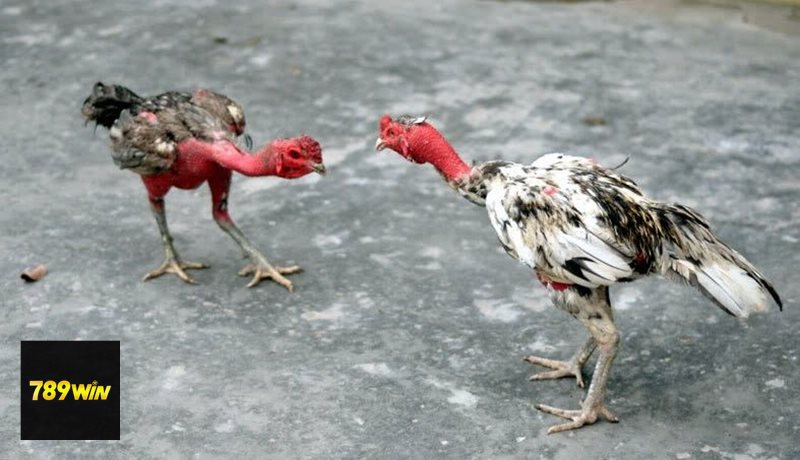Đá Gà Cựa Sắt - Khái niệm cơ bản về hình thức thi đấu